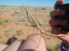 Schizomantodea