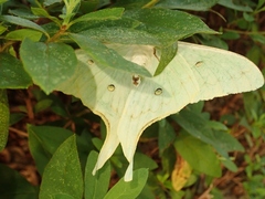 Actias aliena aliena