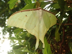 Actias aliena aliena