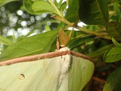 Actias aliena aliena