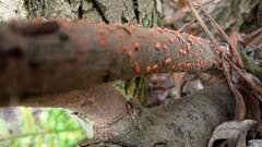 Nectria cinnabarina