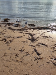 Chroicocephalus novaehollandiae