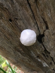 Reticularia lycoperdon
