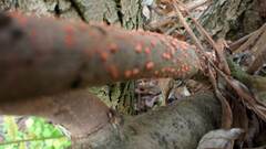 Nectria cinnabarina