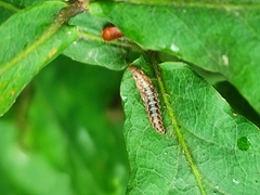 Hemerobiidae