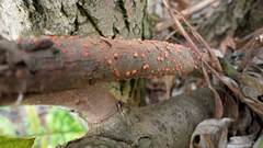 Nectria cinnabarina