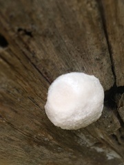 Reticularia lycoperdon