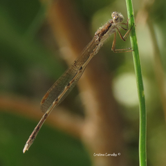 Sympecma fusca