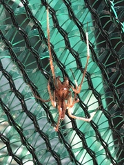 Cheiracanthium gracile