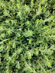 Polygonum arenastrum