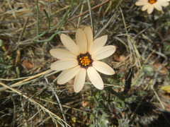 Dimorphotheca
