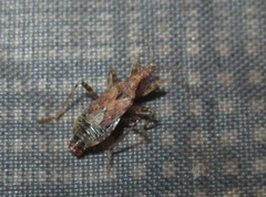 Himacerus mirmicoides