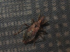 Himacerus mirmicoides