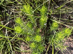 Euryops laxus