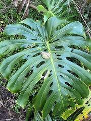Monstera deliciosa