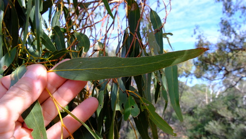 Image of Eucalyptus loxophleba by (c) Peter Crowcroft, some rights reserved (CC BY)