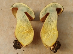 Lanmaoa angustispora