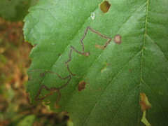 Stigmella glutinosae