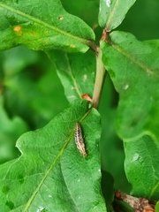 Hemerobiidae