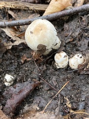 Lactarius pubescens