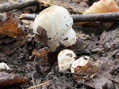 Lactarius pubescens