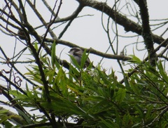 Aegithalos caudatus