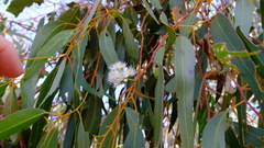 Eucalyptus loxophleba supralaevis
