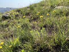 Euryops laxus
