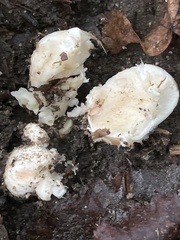 Lactarius pubescens