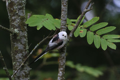 Aegithalos caudatus