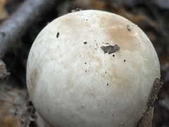 Lactarius pubescens