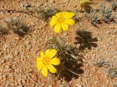 Gazania lichtensteinii