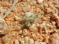 Lasiopogon