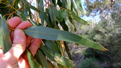 Eucalyptus loxophleba supralaevis