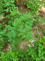Lespedeza procumbens