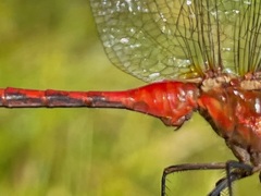 Sympetrum rubicundulum