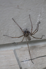 Eratigena atrica