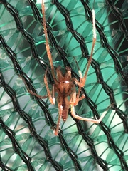 Cheiracanthium gracile