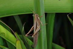 Schistocerca flavofasciata