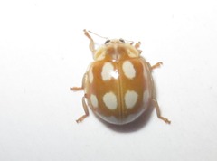 Calvia decemguttata