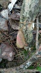 Hapalopilus rutilans