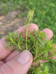 Lepidium bonariense