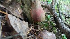 Hapalopilus rutilans