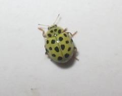 Psyllobora vigintiduopunctata