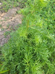 Lepidium bonariense