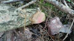 Hapalopilus rutilans