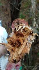 Hapalopilus rutilans