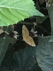 Camptogramma bilineata