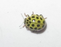 Psyllobora vigintiduopunctata