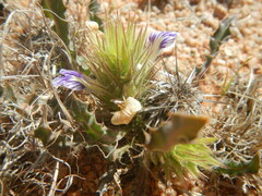 Acanthopsis hoffmannseggiana